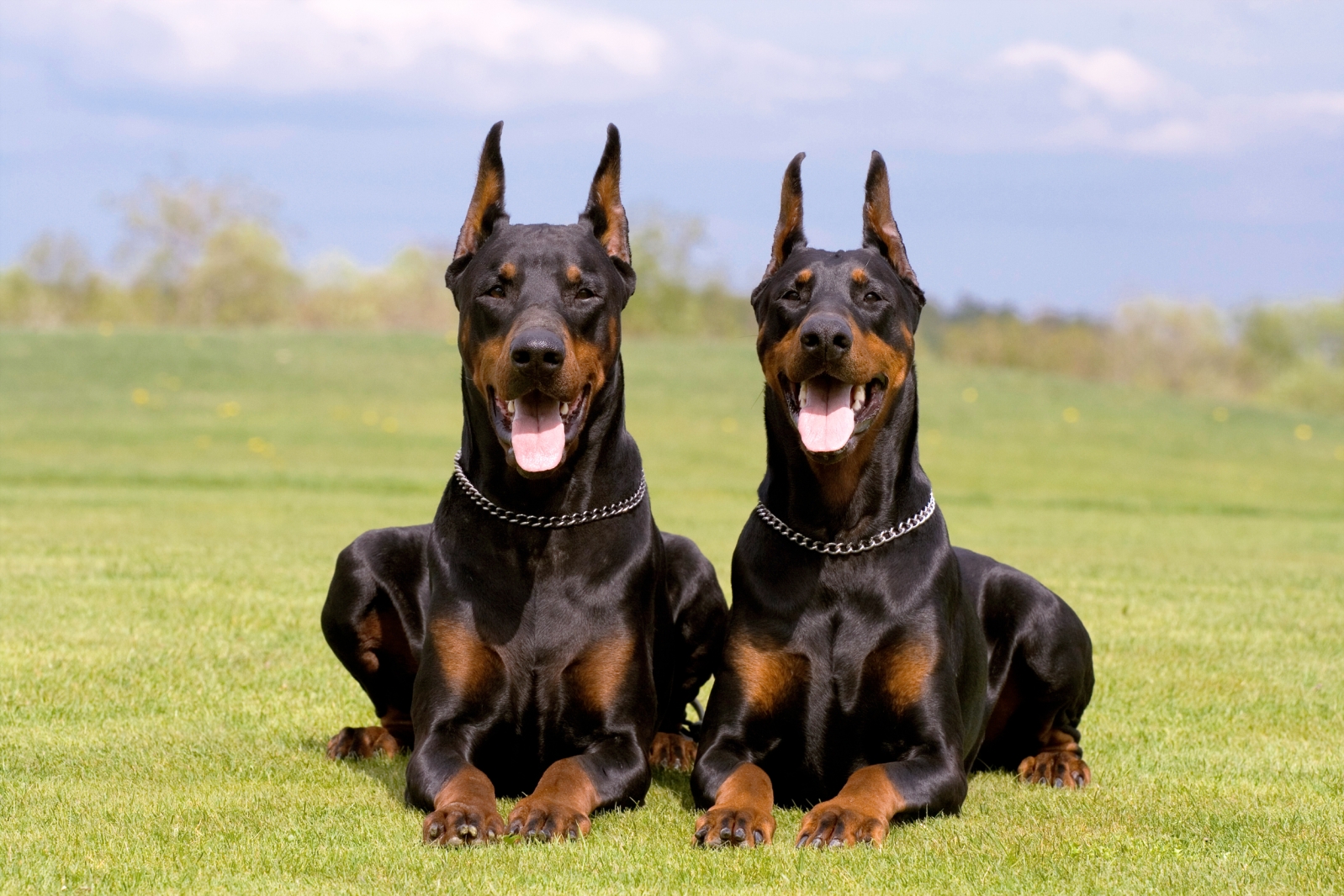 Doberman Pinscher нохойны тухай